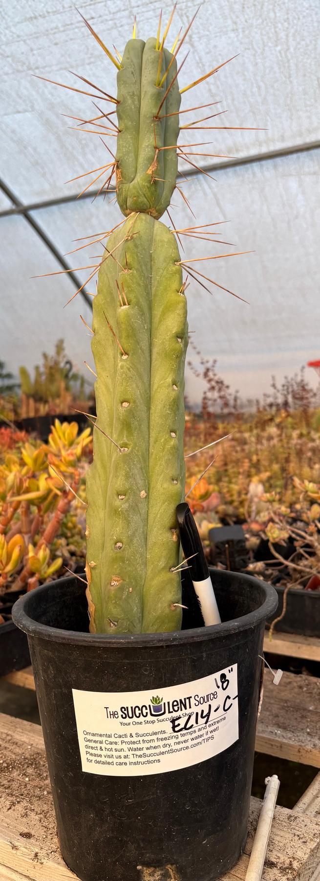 #EC14 Exact Trichocereus Bridgesii "Jiimz Twin Spine" Potted Cactus A-E-Cactus - Large - Exact-The Succulent Source