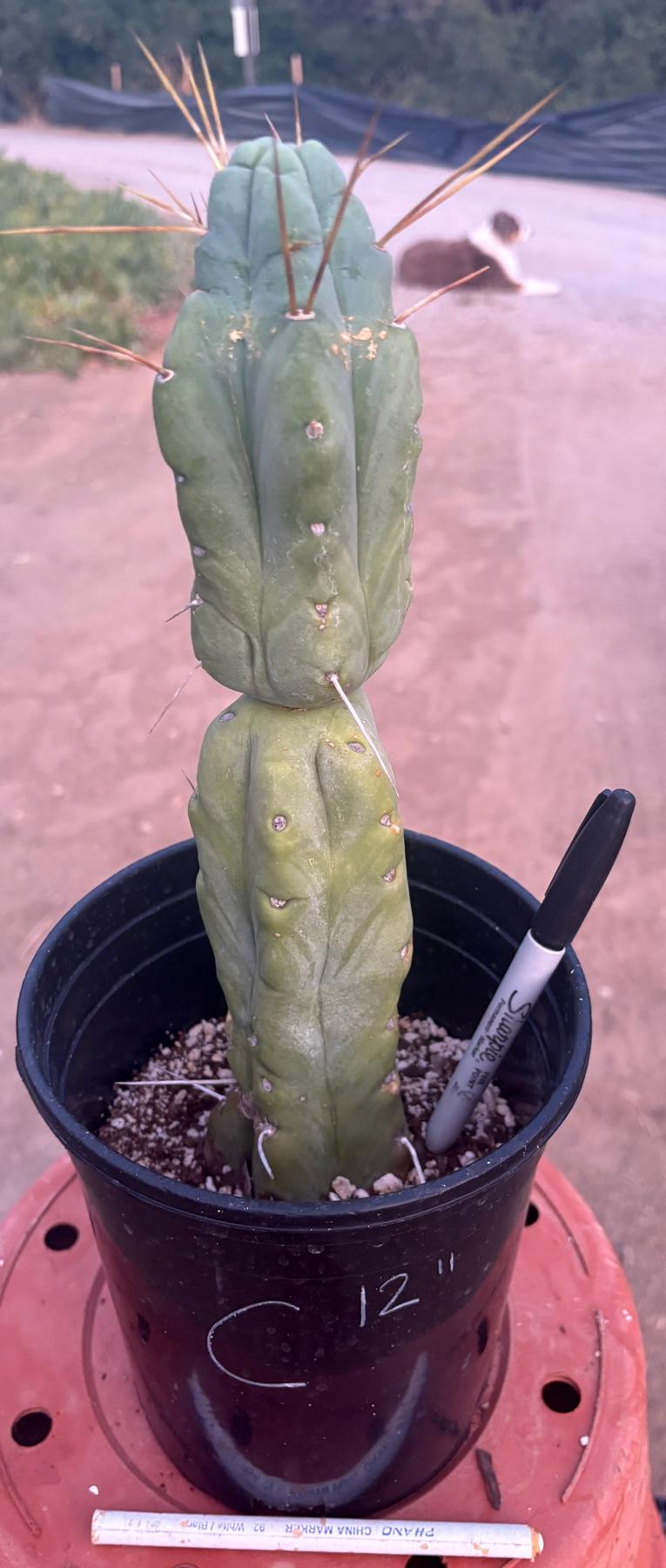 #EC14 Exact Trichocereus Bridgesii "Jiimz Twin Spine" Potted Cactus A-E-Cactus - Large - Exact-The Succulent Source