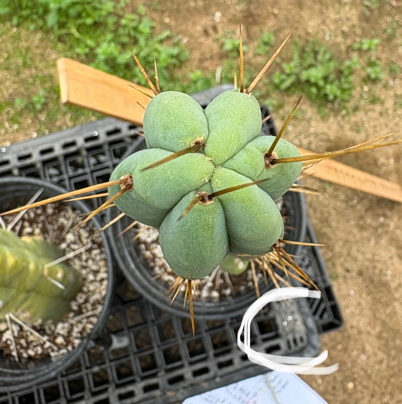EC14 Exact Trichocereus Bridgesii 