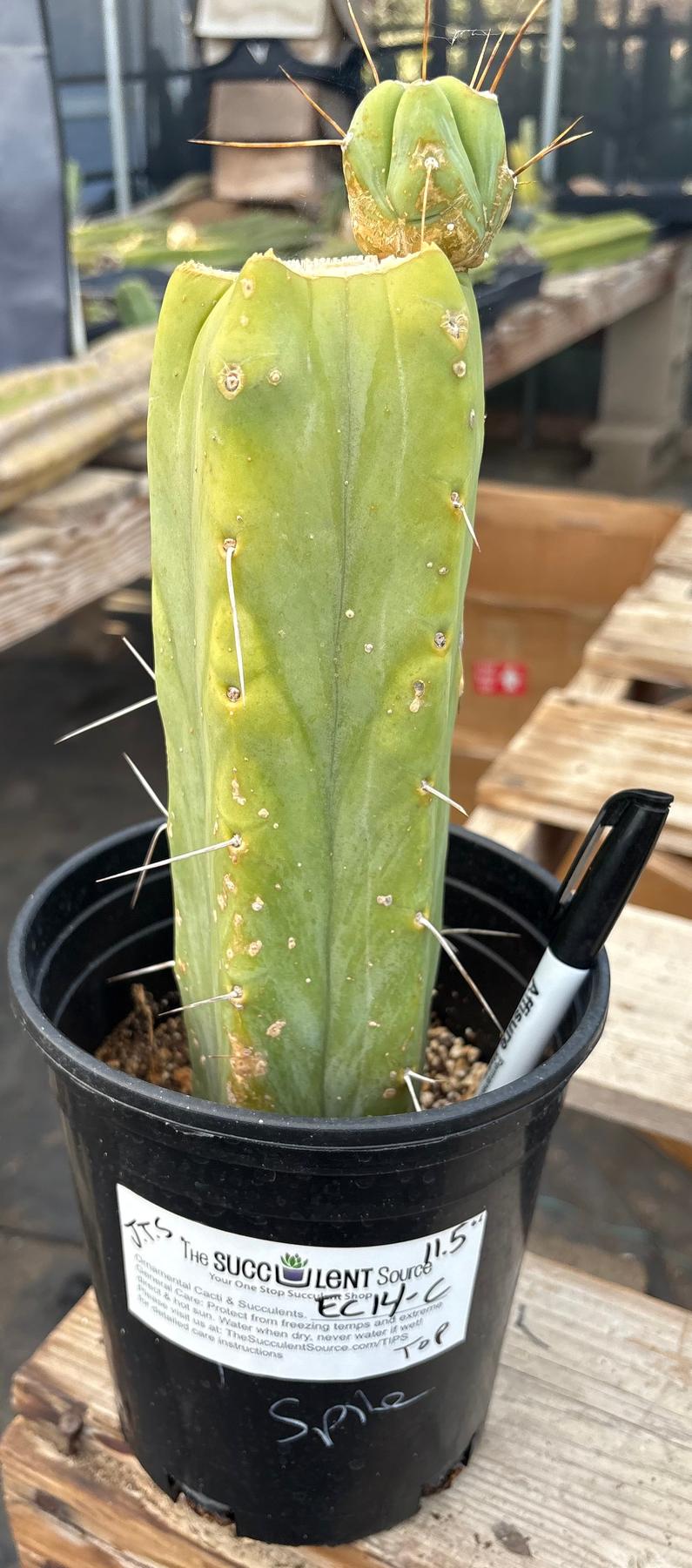 #EC14 Exact Trichocereus Bridgesii "Jiimz Twin Spine" Potted Cactus A-E-Cactus - Large - Exact-The Succulent Source