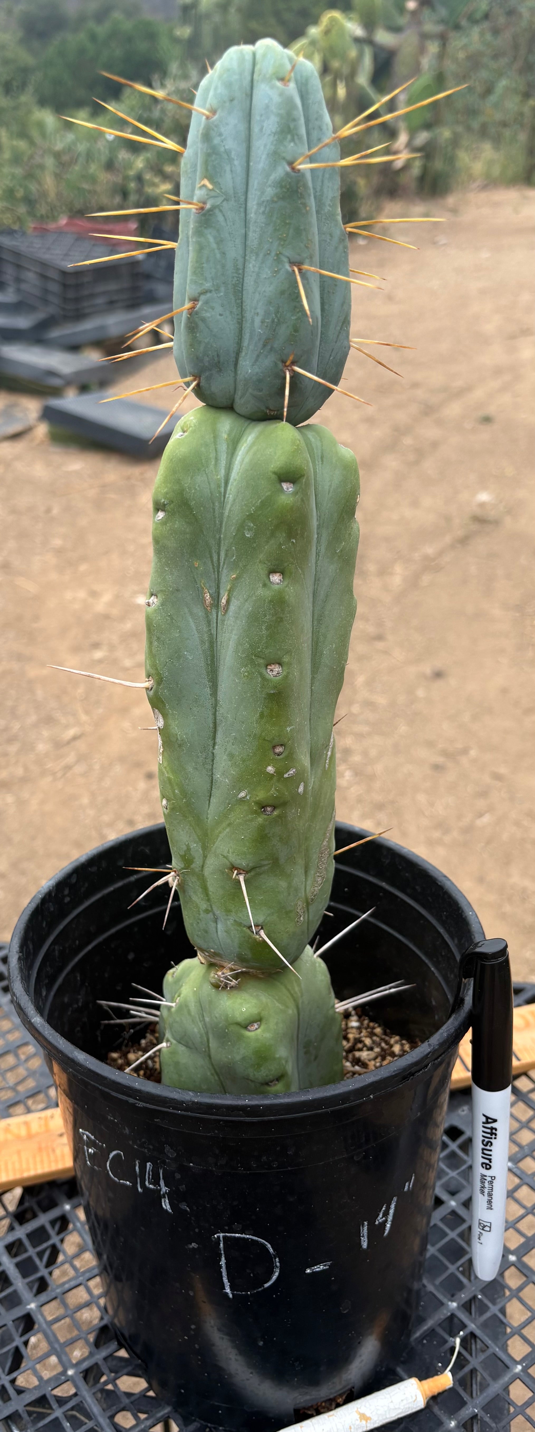 #EC14 Exact Trichocereus Bridgesii "Jiimz Twin Spine" Potted Cactus A-E-Cactus - Large - Exact-The Succulent Source