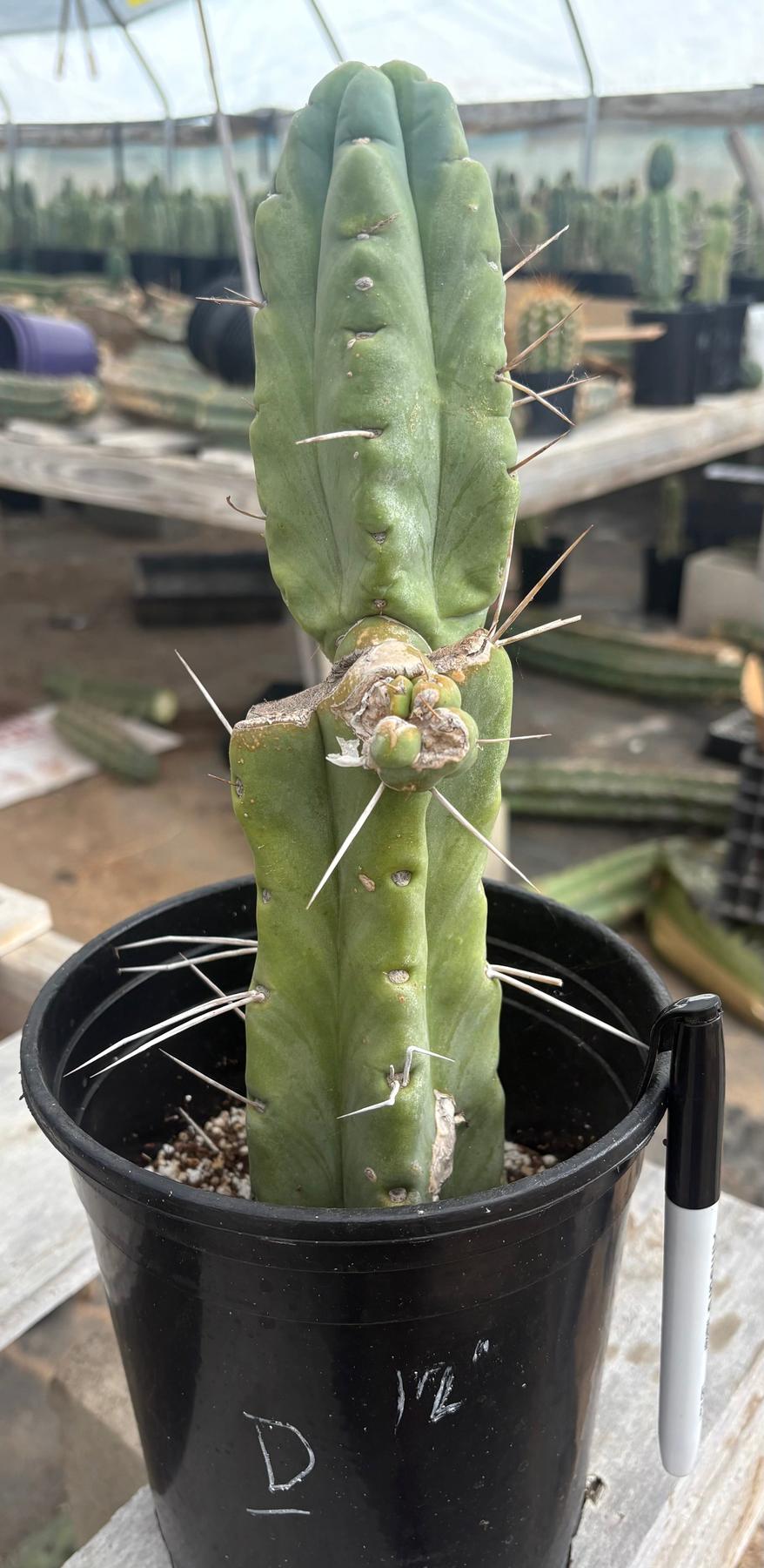 #EC14 Exact Trichocereus Bridgesii "Jiimz Twin Spine" Potted Cactus A-E-Cactus - Large - Exact-The Succulent Source