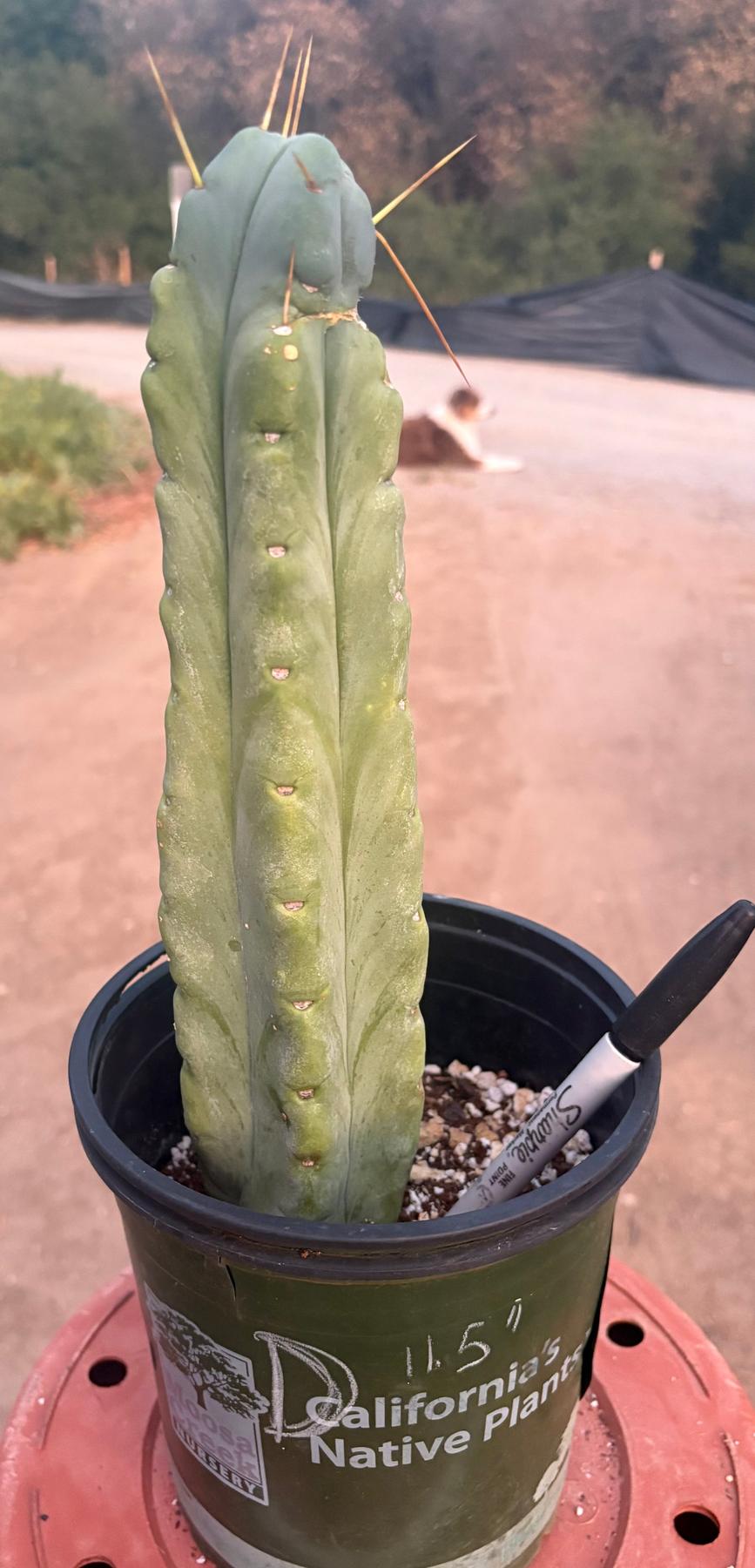 #EC14 Exact Trichocereus Bridgesii "Jiimz Twin Spine" Potted Cactus A-E-Cactus - Large - Exact-The Succulent Source