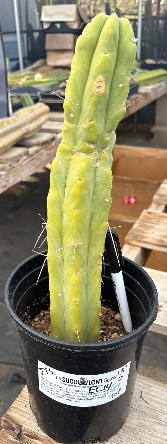 San Pedro Cactus for Sale Trichocereus - #EC14 Exact Trichocereus