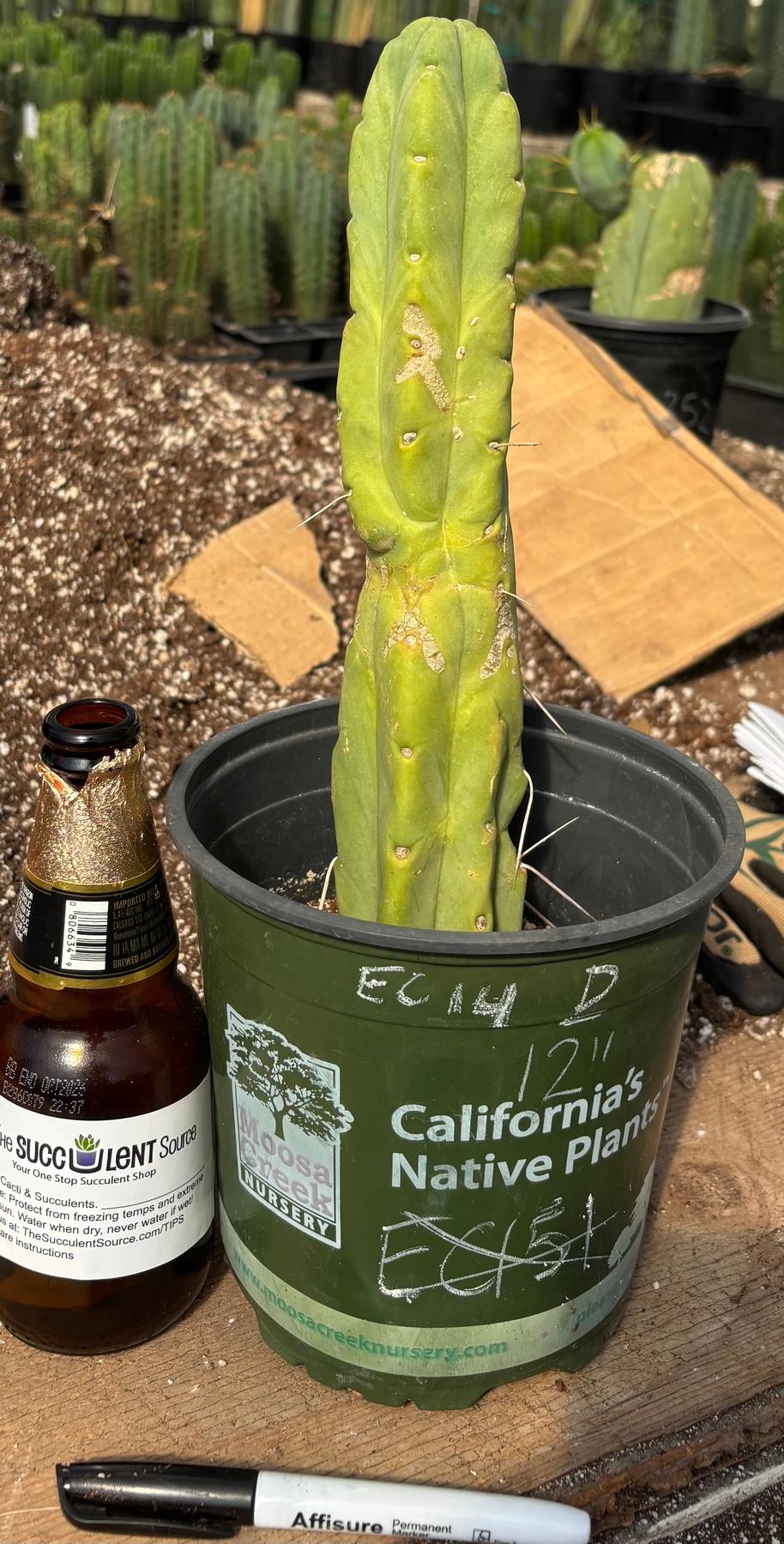 San Pedro Cactus for Sale Trichocereus - #EC14 Exact Trichocereus