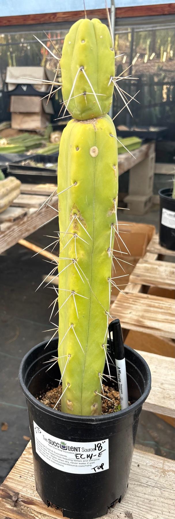 #EC14 Exact Trichocereus Bridgesii "Jiimz Twin Spine" Potted Cactus A-E-Cactus - Large - Exact-The Succulent Source