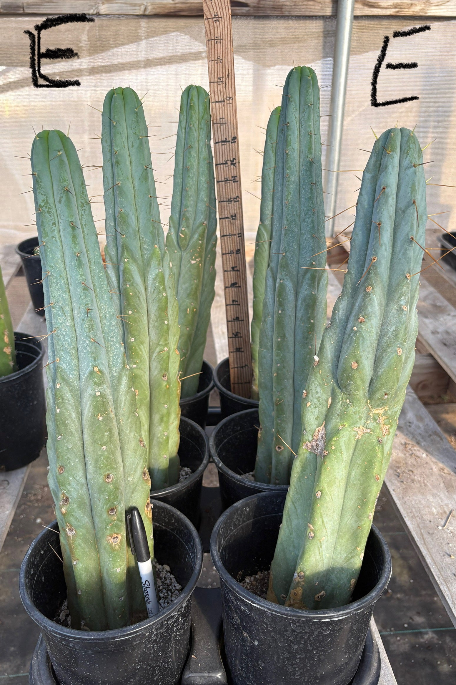 San Pedro Cactus for Sale Trichocereus - #EC14 Exact Trichocereus