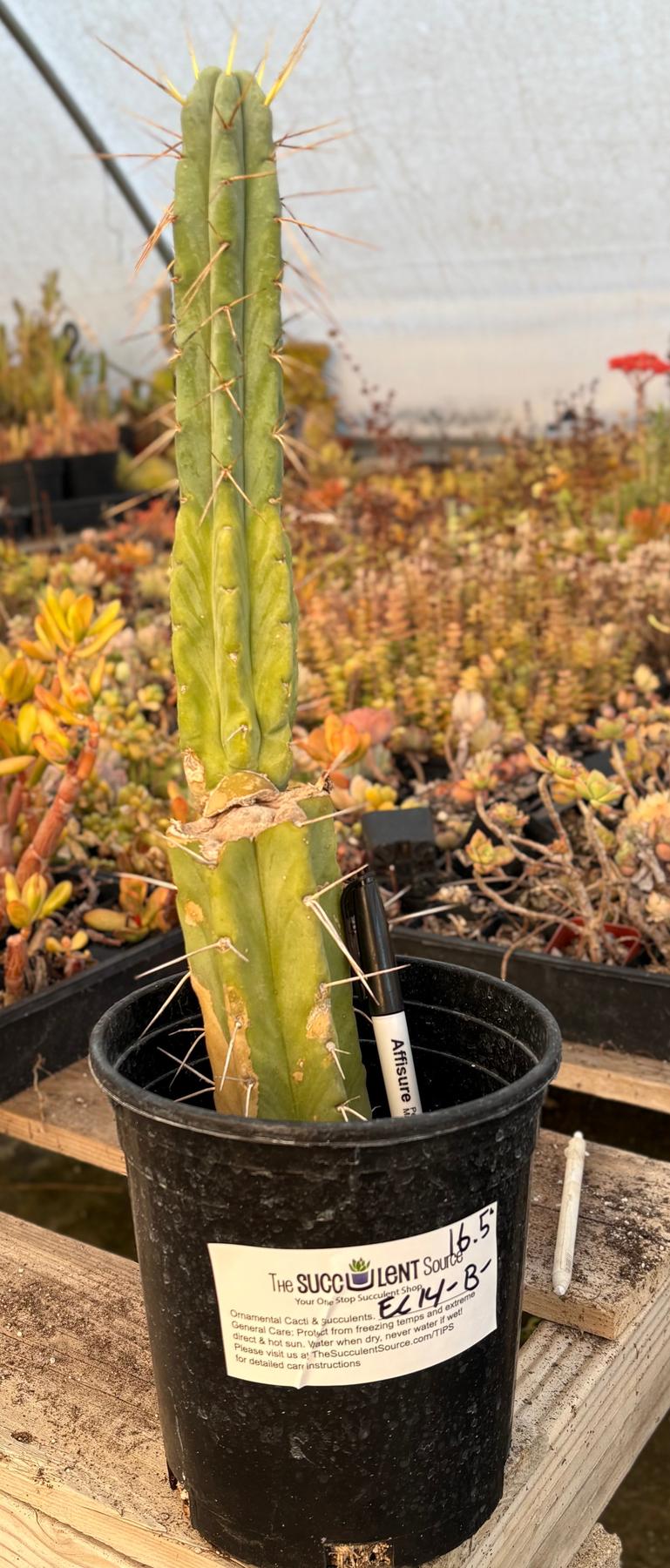 #EC14 Exact Trichocereus Bridgesii "Jiimz Twin Spine" Potted Cactus A-E-Cactus - Large - Exact-The Succulent Source
