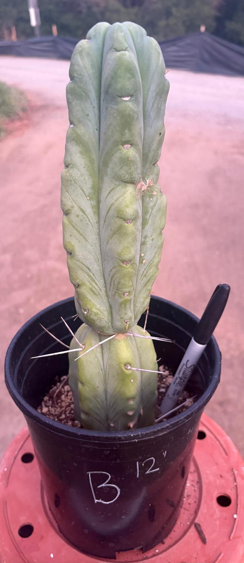 #EC14 Exact Trichocereus Bridgesii "Jiimz Twin Spine" Potted Cactus A-E-Cactus - Large - Exact-The Succulent Source