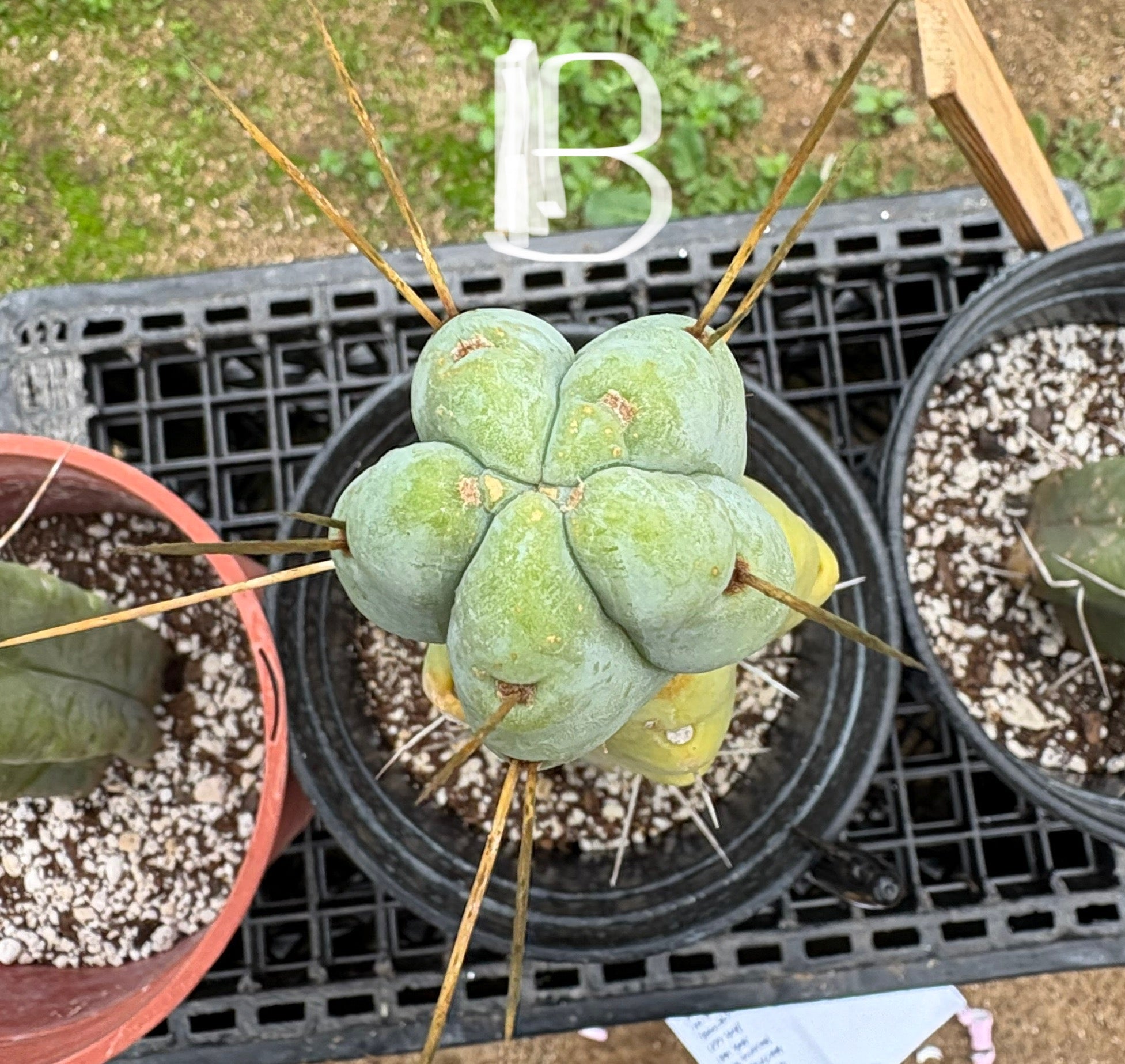 EC14 Exact Trichocereus Bridgesii 