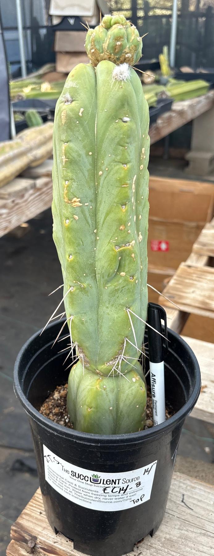 #EC14 Exact Trichocereus Bridgesii "Jiimz Twin Spine" Potted Cactus A-E-Cactus - Large - Exact-The Succulent Source
