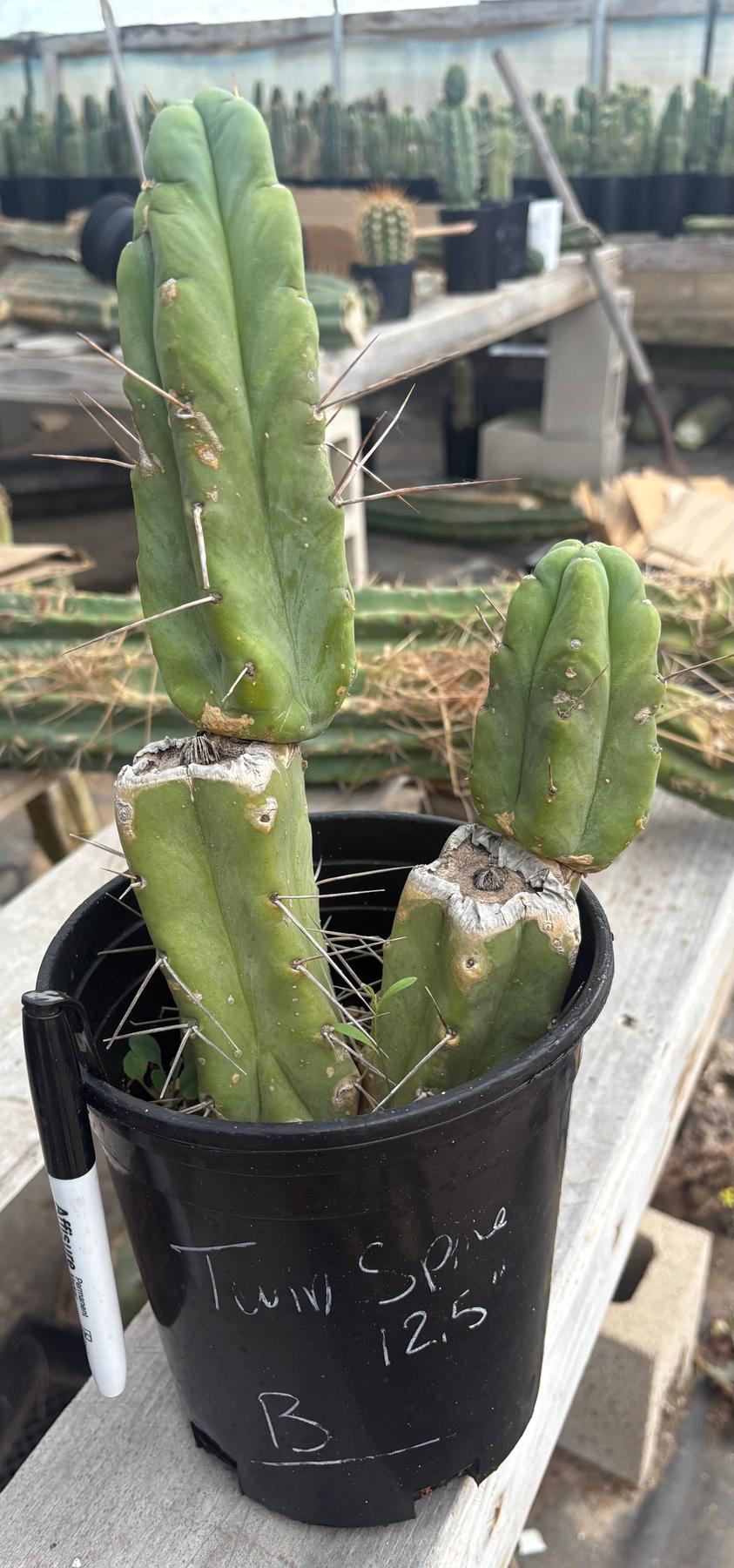 #EC14 Exact Trichocereus Bridgesii "Jiimz Twin Spine" Potted Cactus A-E-Cactus - Large - Exact-The Succulent Source