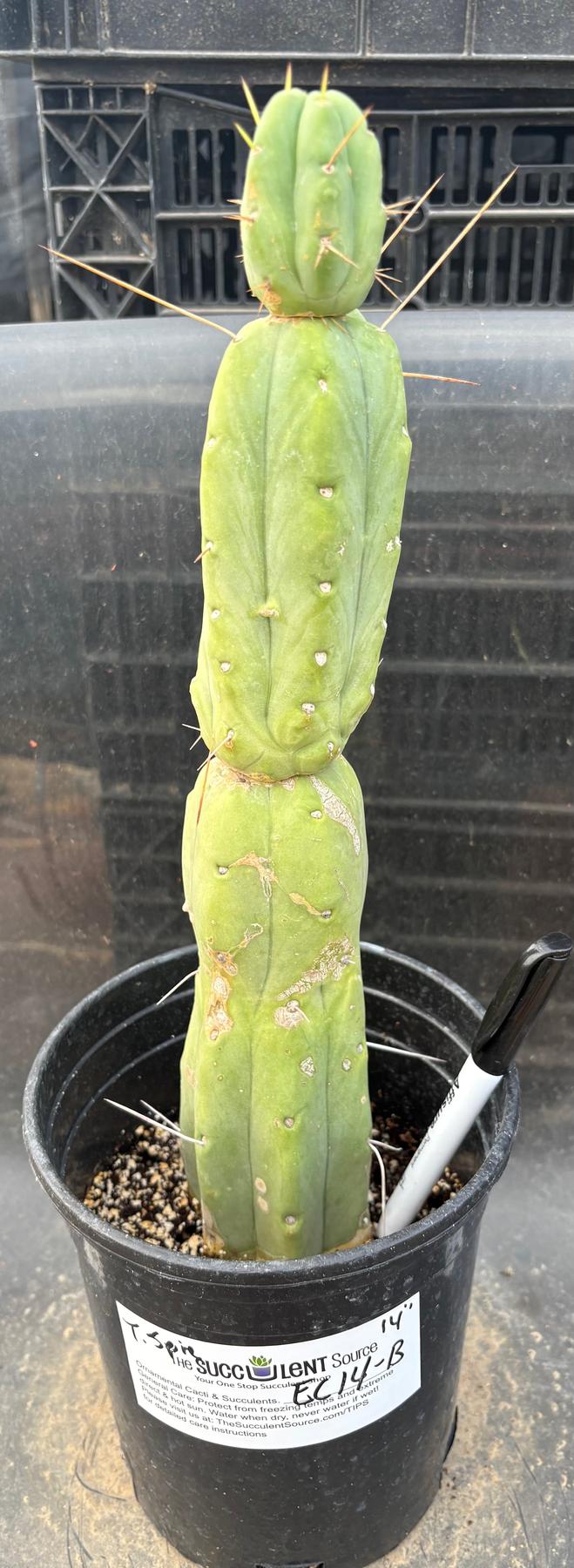 #EC14 Exact Trichocereus Bridgesii "Jiimz Twin Spine" Potted Cactus A-E-Cactus - Large - Exact-The Succulent Source