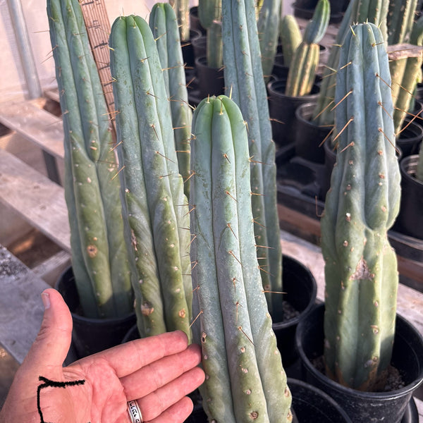 EC14-Exact-Trichocereus-