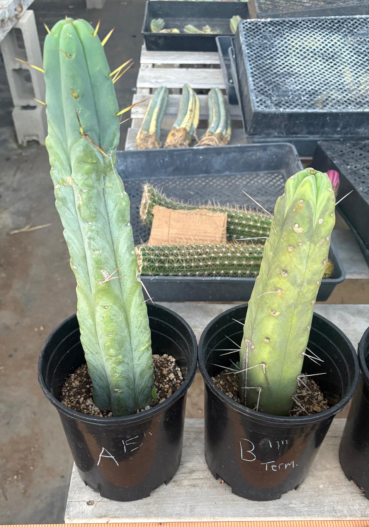 #EC14 Exact Trichocereus Bridgesii "Jiimz Twin Spine" Potted Cactus-Cactus - Large - Exact-The Succulent Source