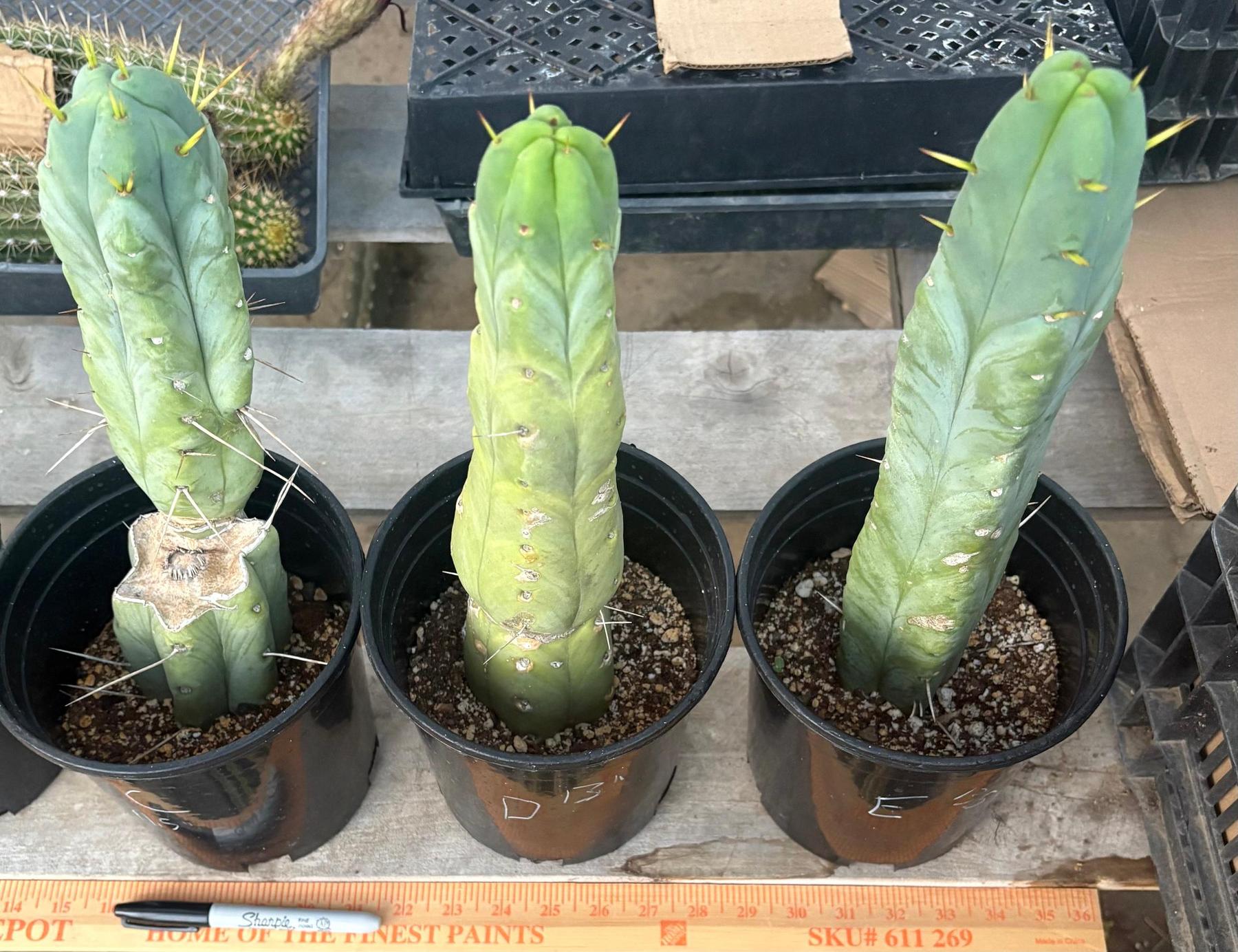 #EC14 Exact Trichocereus Bridgesii "Jiimz Twin Spine" Potted Cactus-Cactus - Large - Exact-The Succulent Source
