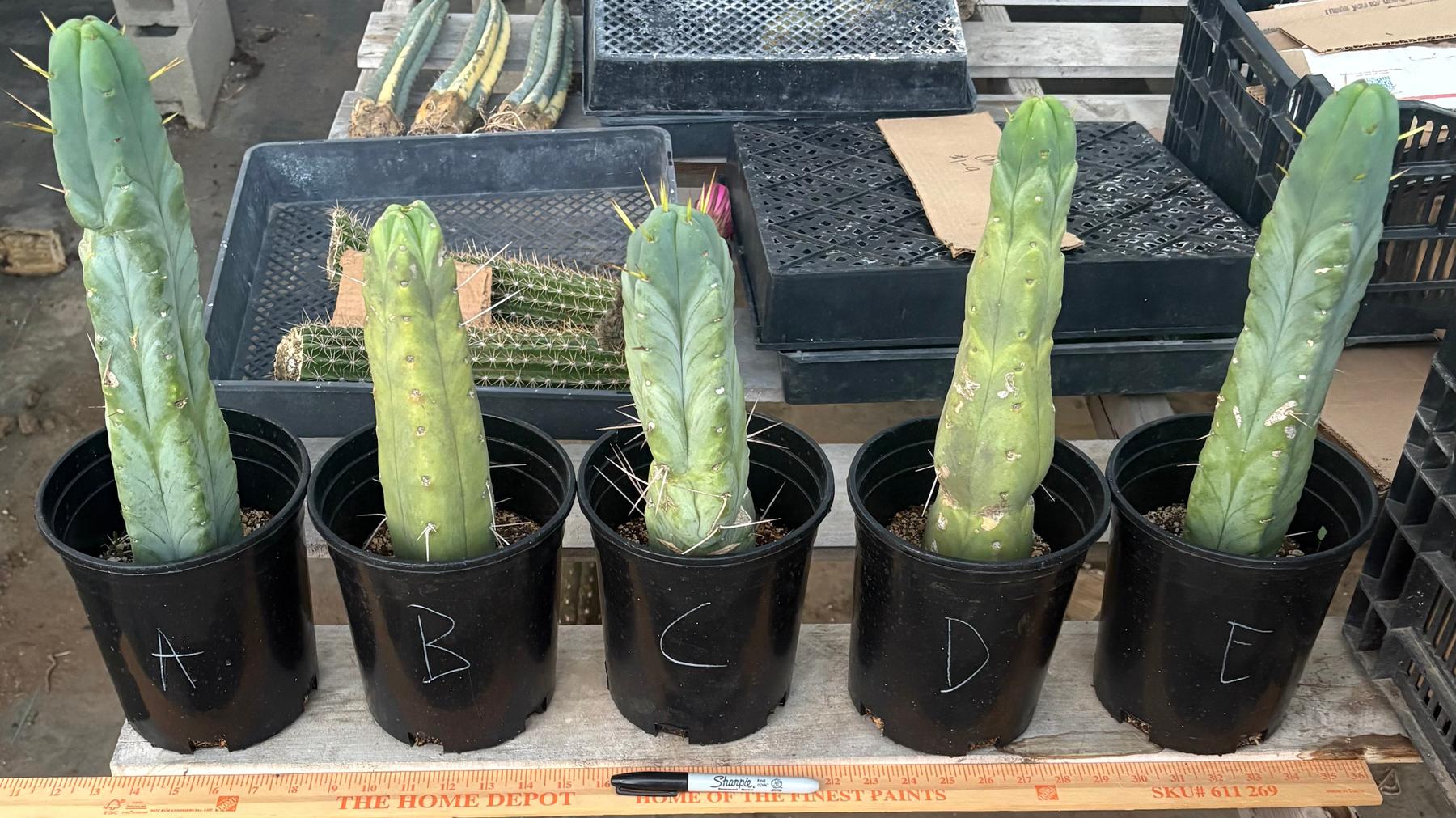 #EC14 Exact Trichocereus Bridgesii "Jiimz Twin Spine" Potted Cactus-Cactus - Large - Exact-The Succulent Source