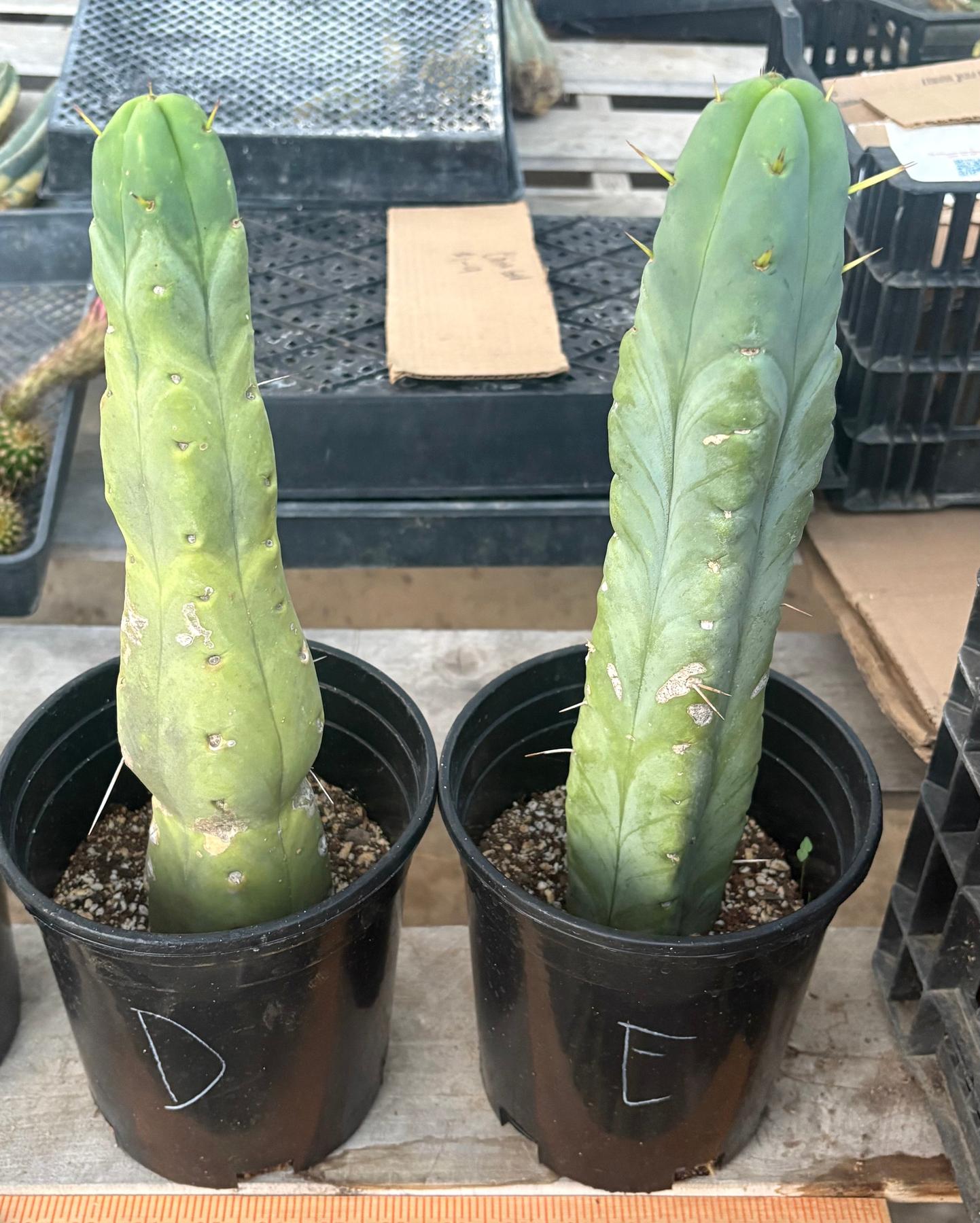 #EC14 Exact Trichocereus Bridgesii "Jiimz Twin Spine" Potted Cactus-Cactus - Large - Exact-The Succulent Source