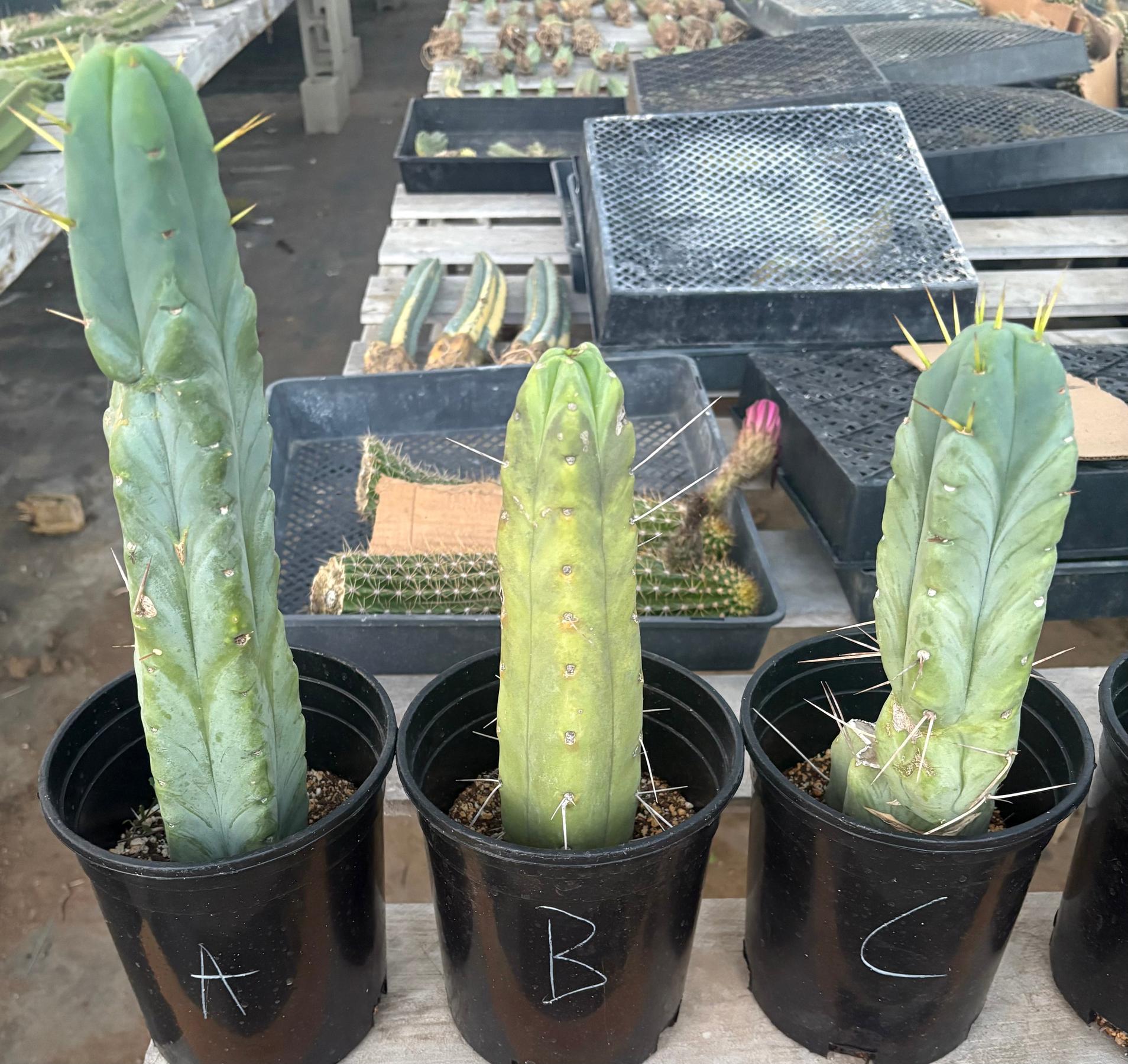 #EC14 Exact Trichocereus Bridgesii "Jiimz Twin Spine" Potted Cactus-Cactus - Large - Exact-The Succulent Source