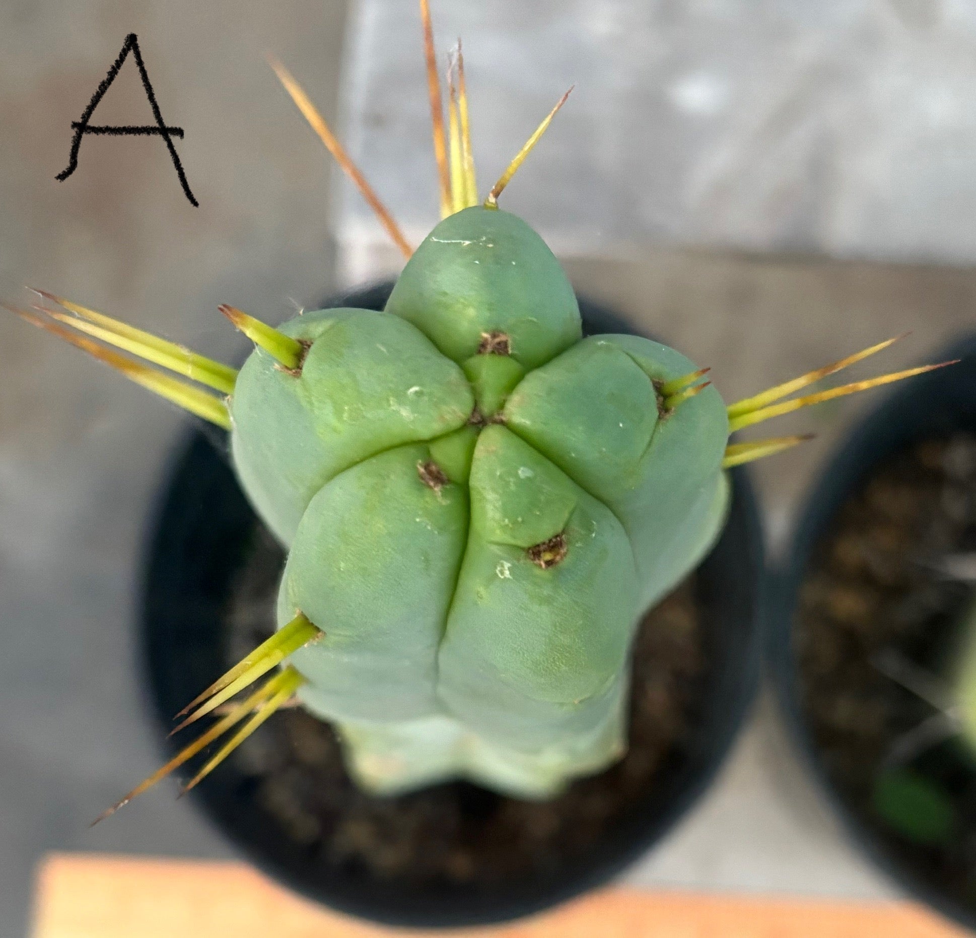 #EC14 Exact Trichocereus Bridgesii "Jiimz Twin Spine" Potted Cactus-Cactus - Large - Exact-The Succulent Source