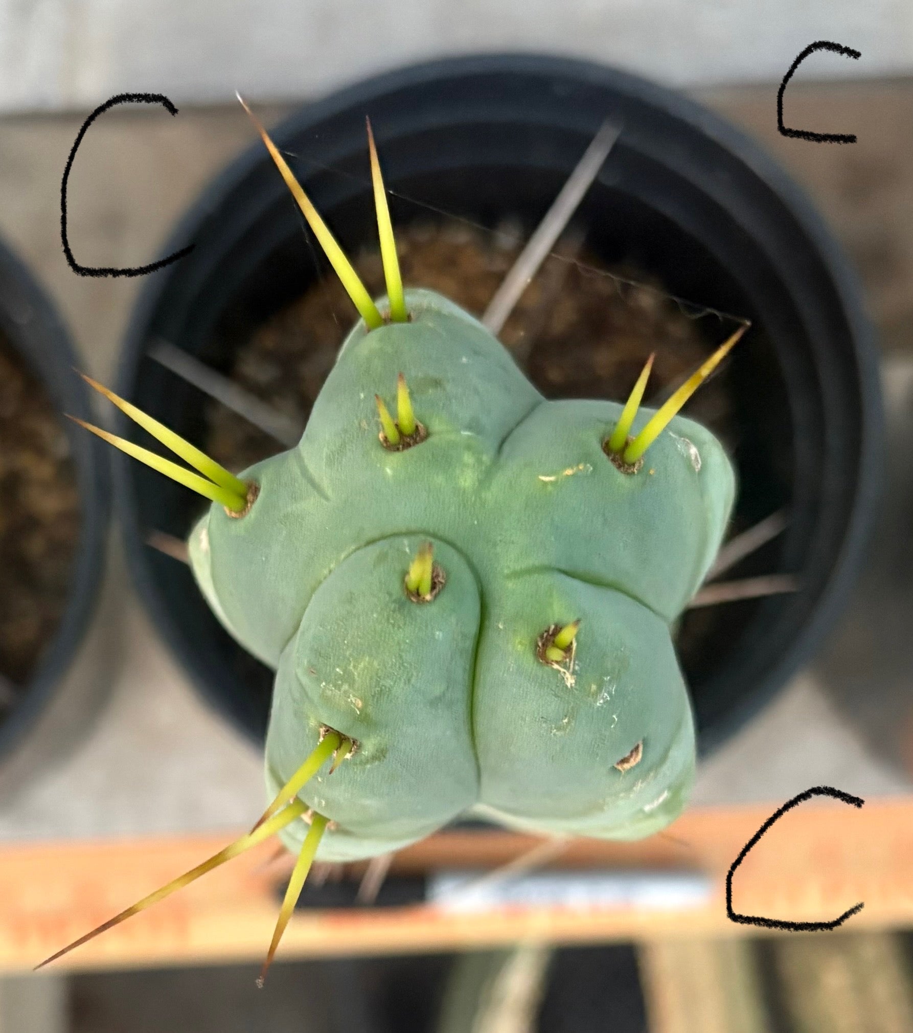 #EC14 Exact Trichocereus Bridgesii "Jiimz Twin Spine" Potted Cactus-Cactus - Large - Exact-The Succulent Source