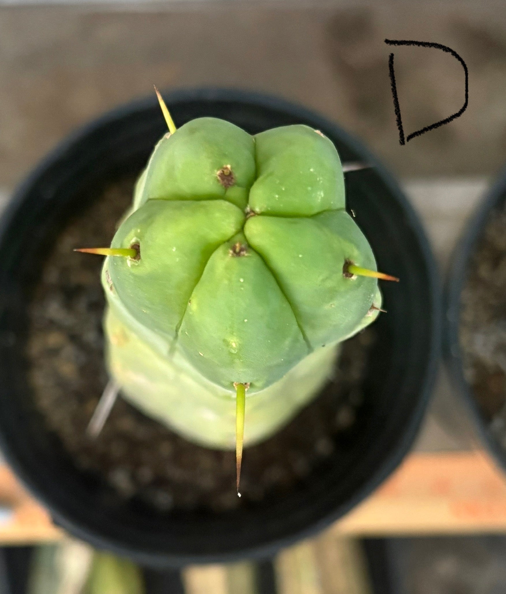 #EC14 Exact Trichocereus Bridgesii "Jiimz Twin Spine" Potted Cactus-Cactus - Large - Exact-The Succulent Source