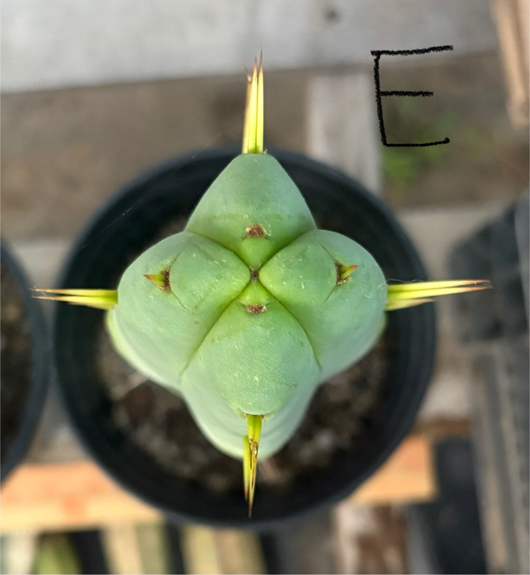 #EC14 Exact Trichocereus Bridgesii "Jiimz Twin Spine" Potted Cactus-Cactus - Large - Exact-The Succulent Source
