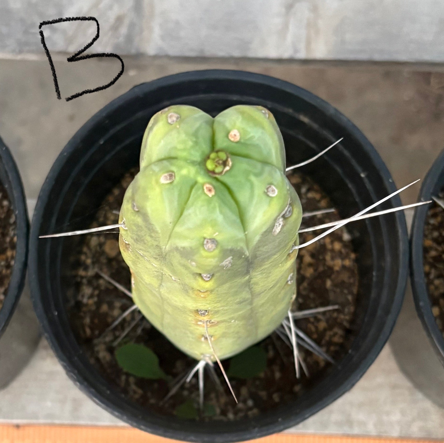 #EC14 Exact Trichocereus Bridgesii "Jiimz Twin Spine" Potted Cactus-Cactus - Large - Exact-The Succulent Source
