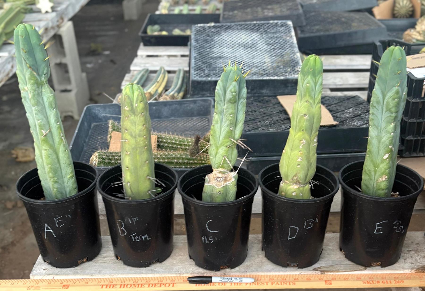 #EC14 Exact Trichocereus Bridgesii "Jiimz Twin Spine" Potted Cactus-Cactus - Large - Exact-The Succulent Source