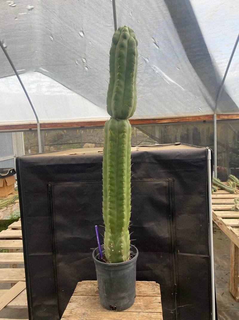 #EC140 EXACT Trichocereus Pachanoi Monstrose Cactus 31”