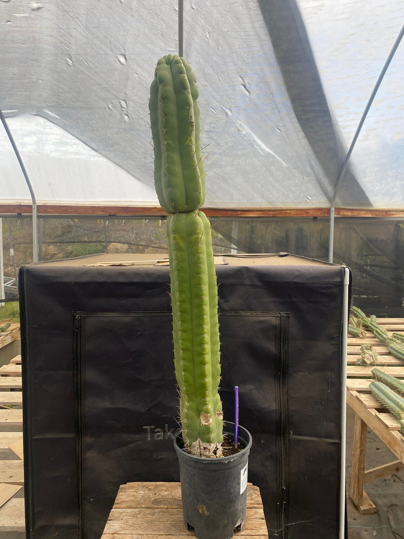 #EC140 EXACT Trichocereus Pachanoi Monstrose Cactus 31”