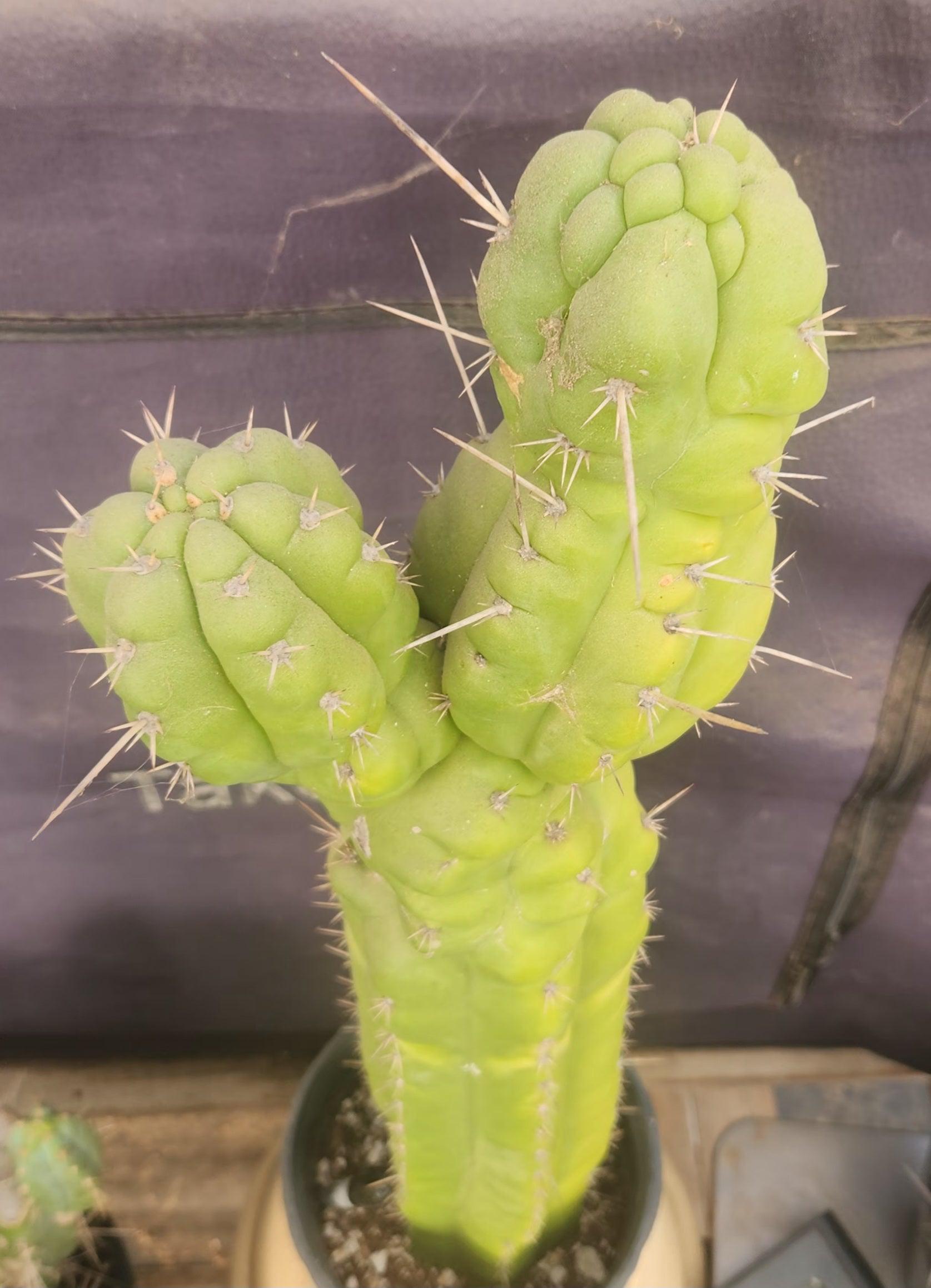 #EC140 EXACT Trichocereus Pachanoi Monstrose TPM Cactus 22”-Cactus - Large - Exact-The Succulent Source