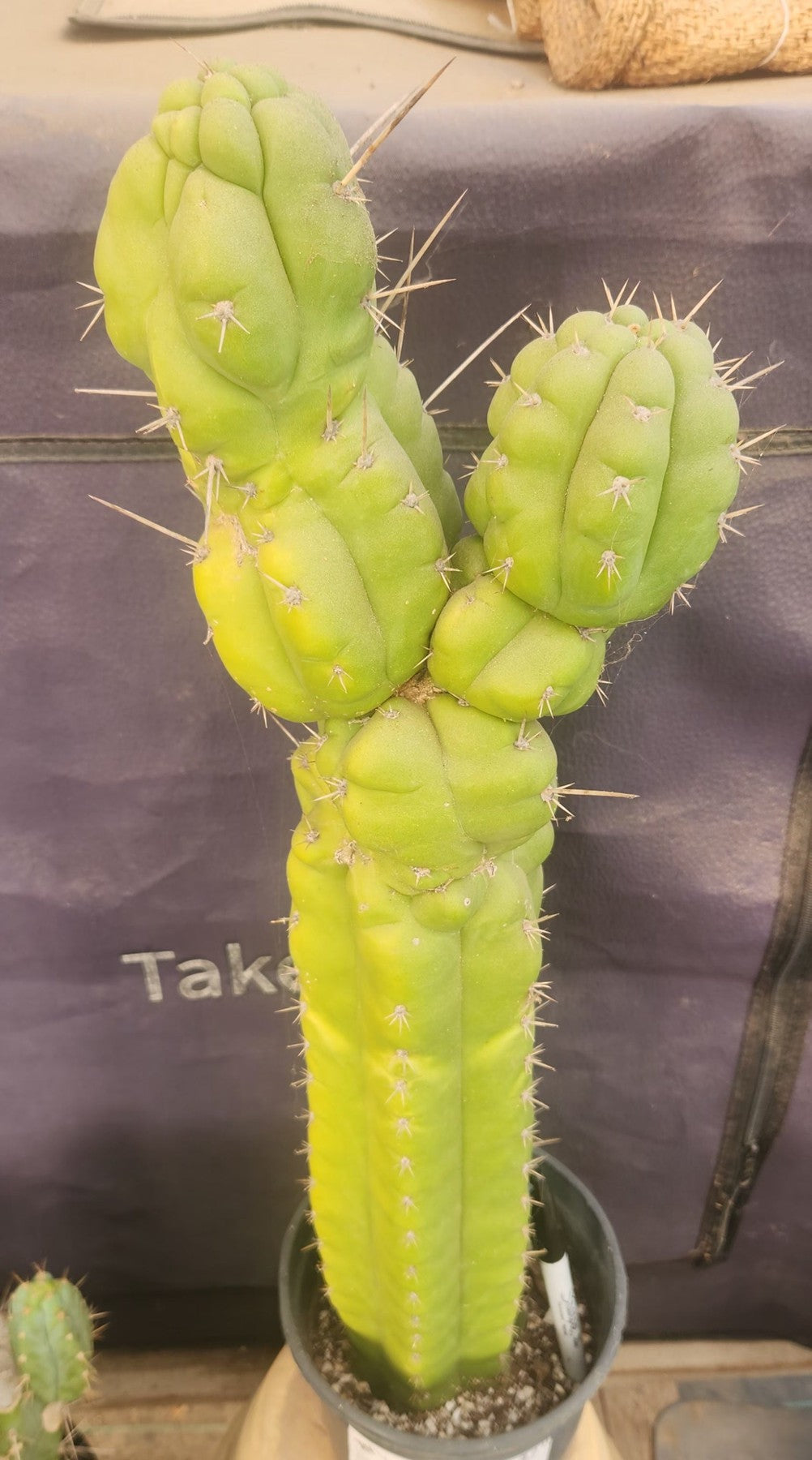 #EC140 EXACT Trichocereus Pachanoi Monstrose TPM Cactus 22”-Cactus - Large - Exact-The Succulent Source