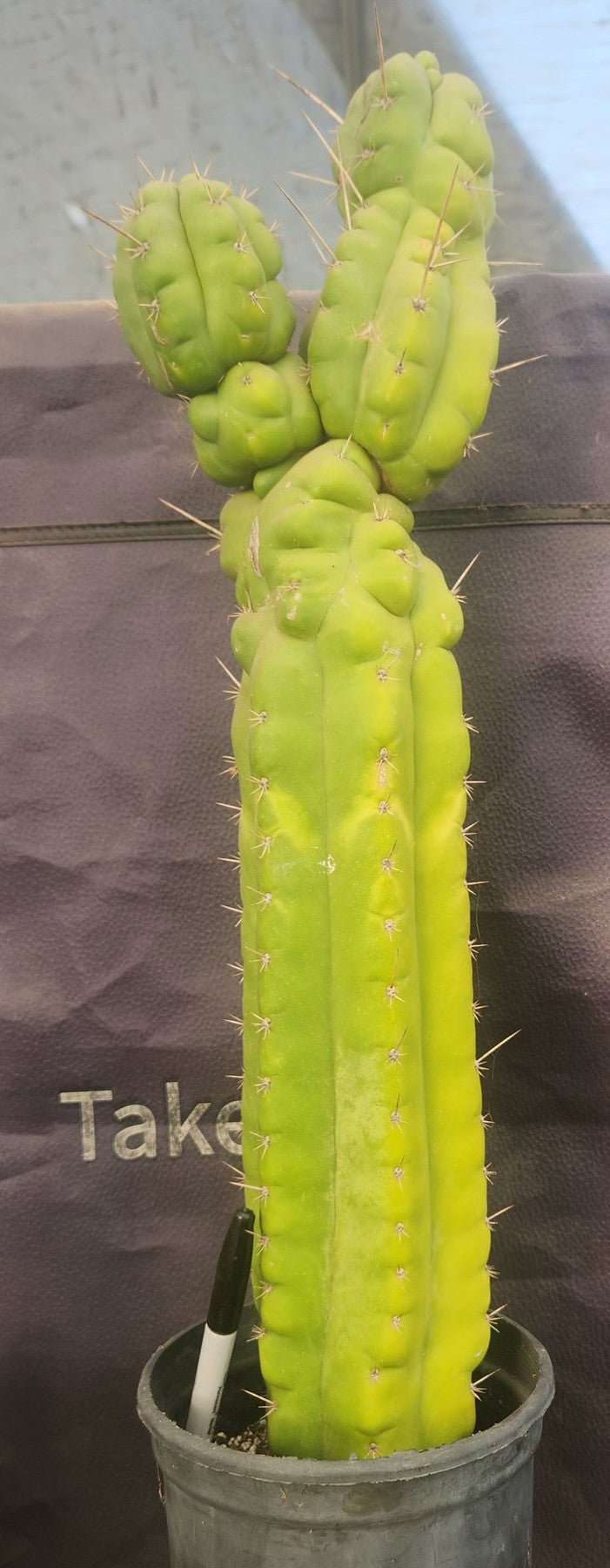 #EC140 EXACT Trichocereus Pachanoi Monstrose TPM Cactus 22”-Cactus - Large - Exact-The Succulent Source