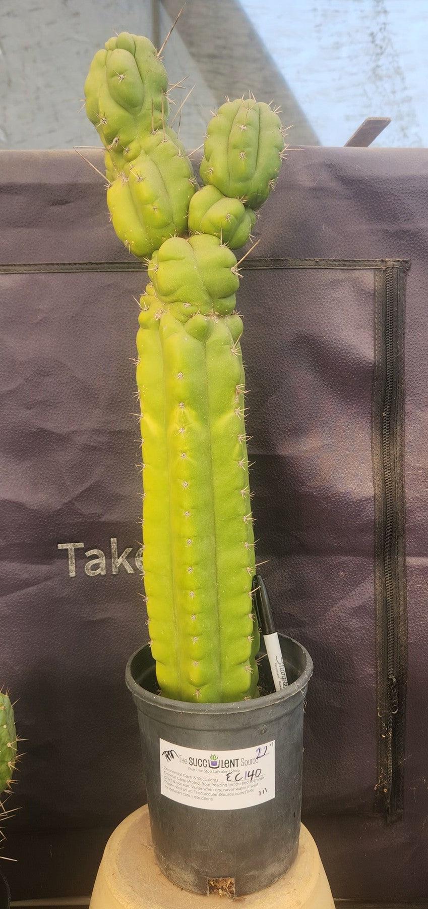 #EC140 EXACT Trichocereus Pachanoi Monstrose TPM Cactus 22”-Cactus - Large - Exact-The Succulent Source