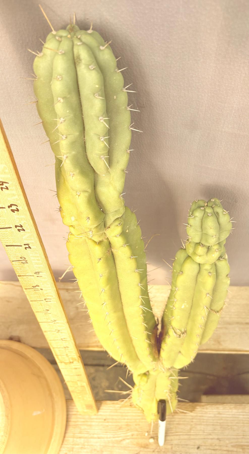 #EC140 EXACT Trichocereus Pachanoi Monstrose TPM Cactus Cutting 27.5”-Cactus - Large - Exact-The Succulent Source