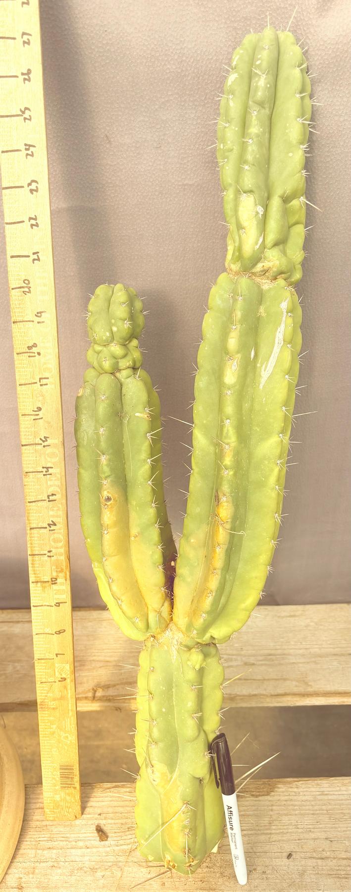 #EC140 EXACT Trichocereus Pachanoi Monstrose TPM Cactus Cutting 27.5”-Cactus - Large - Exact-The Succulent Source