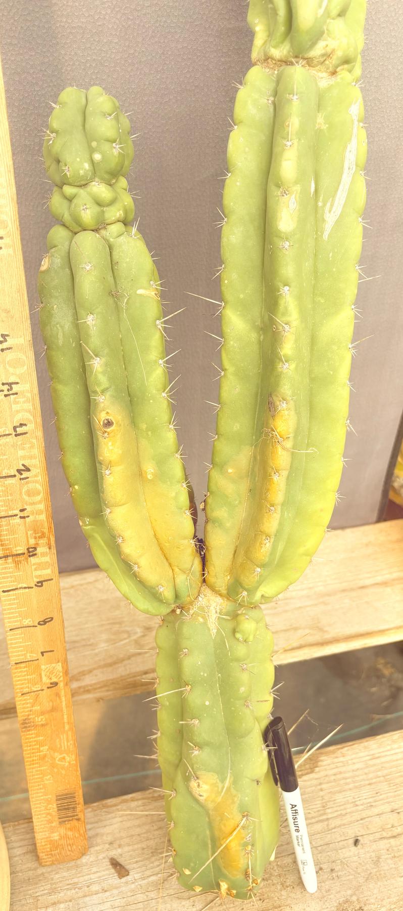 #EC140 EXACT Trichocereus Pachanoi Monstrose TPM Cactus Cutting 27.5”-Cactus - Large - Exact-The Succulent Source