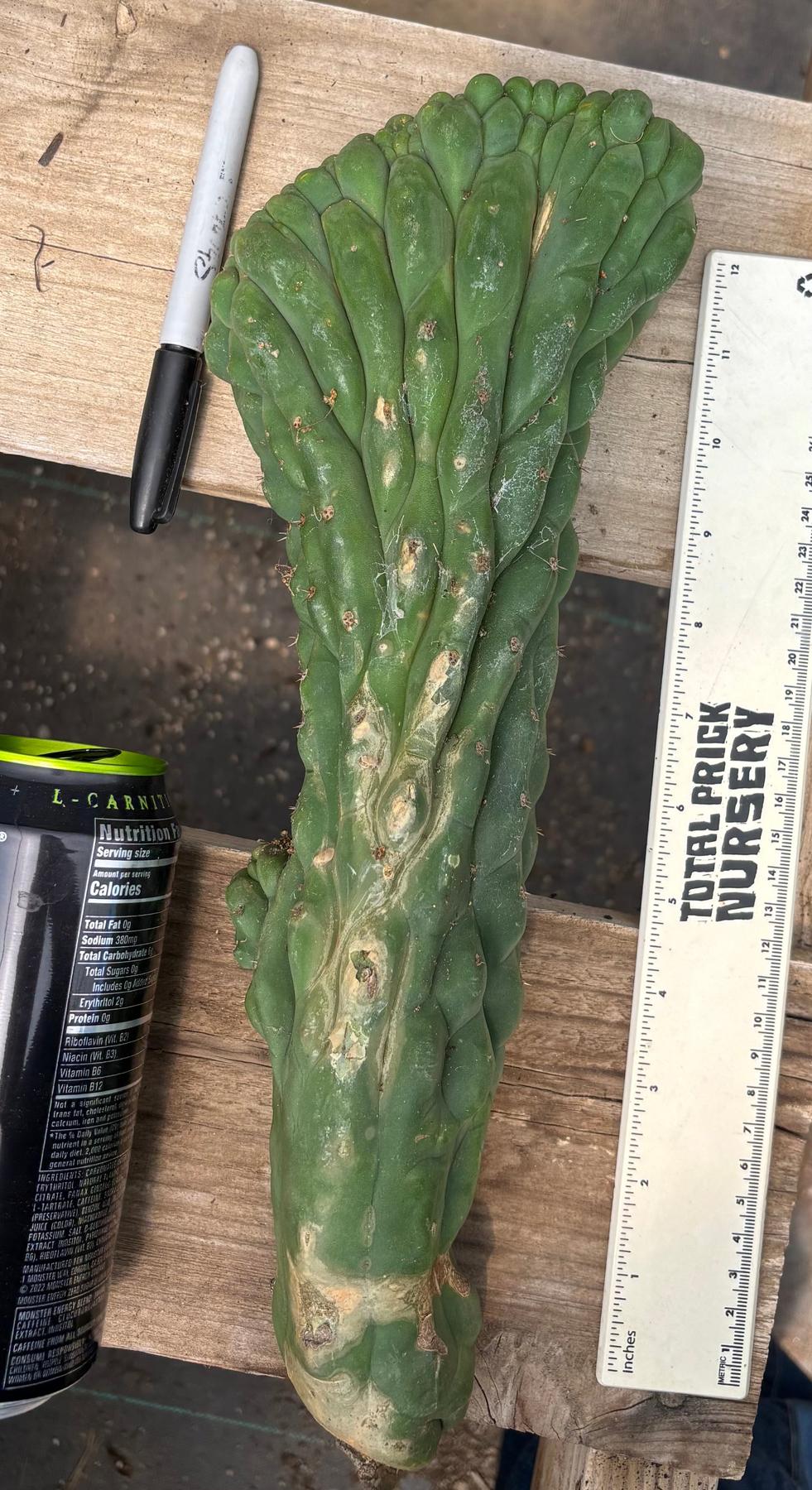 #EC140 EXACT Trichocereus Pachanoi Monstrose TPM Crested Cactus Cutting-Cactus - Large - Exact-The Succulent Source