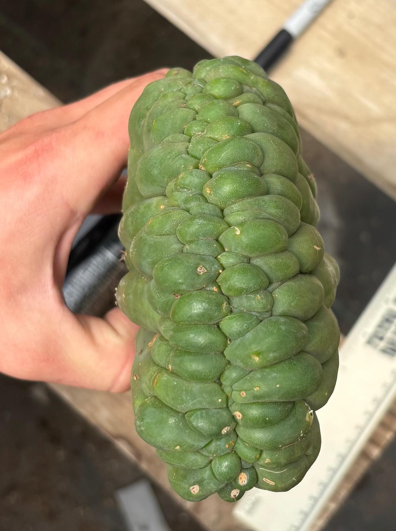 #EC140 EXACT Trichocereus Pachanoi Monstrose TPM Crested Cactus Cutting-Cactus - Large - Exact-The Succulent Source