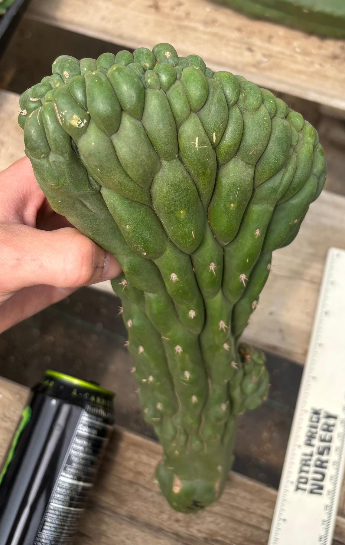 #EC140 EXACT Trichocereus Pachanoi Monstrose TPM Crested Cactus Cutting-Cactus - Large - Exact-The Succulent Source