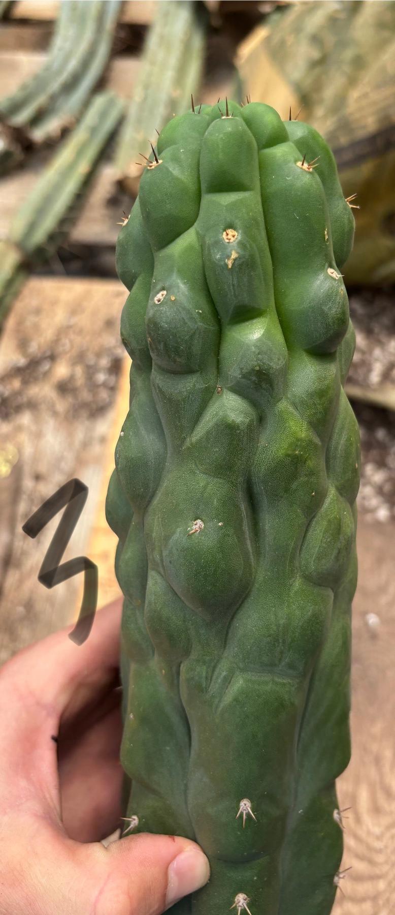 #EC140 EXACT Trichocereus Pachanoi Monstrose TPM Cactus Cuttings-Cactus - Large - Exact-The Succulent Source