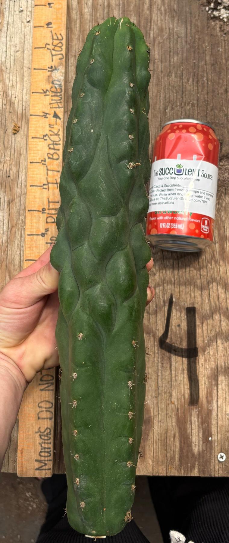 #EC140 EXACT Trichocereus Pachanoi Monstrose TPM Cactus Cuttings-Cactus - Large - Exact-The Succulent Source