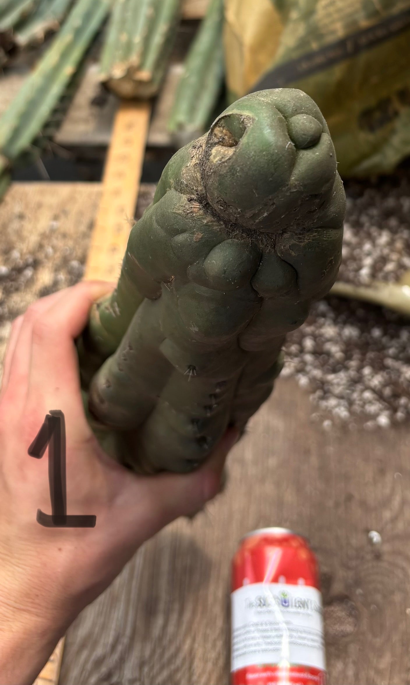 #EC140 EXACT Trichocereus Pachanoi Monstrose TPM Cactus Cuttings-Cactus - Large - Exact-The Succulent Source