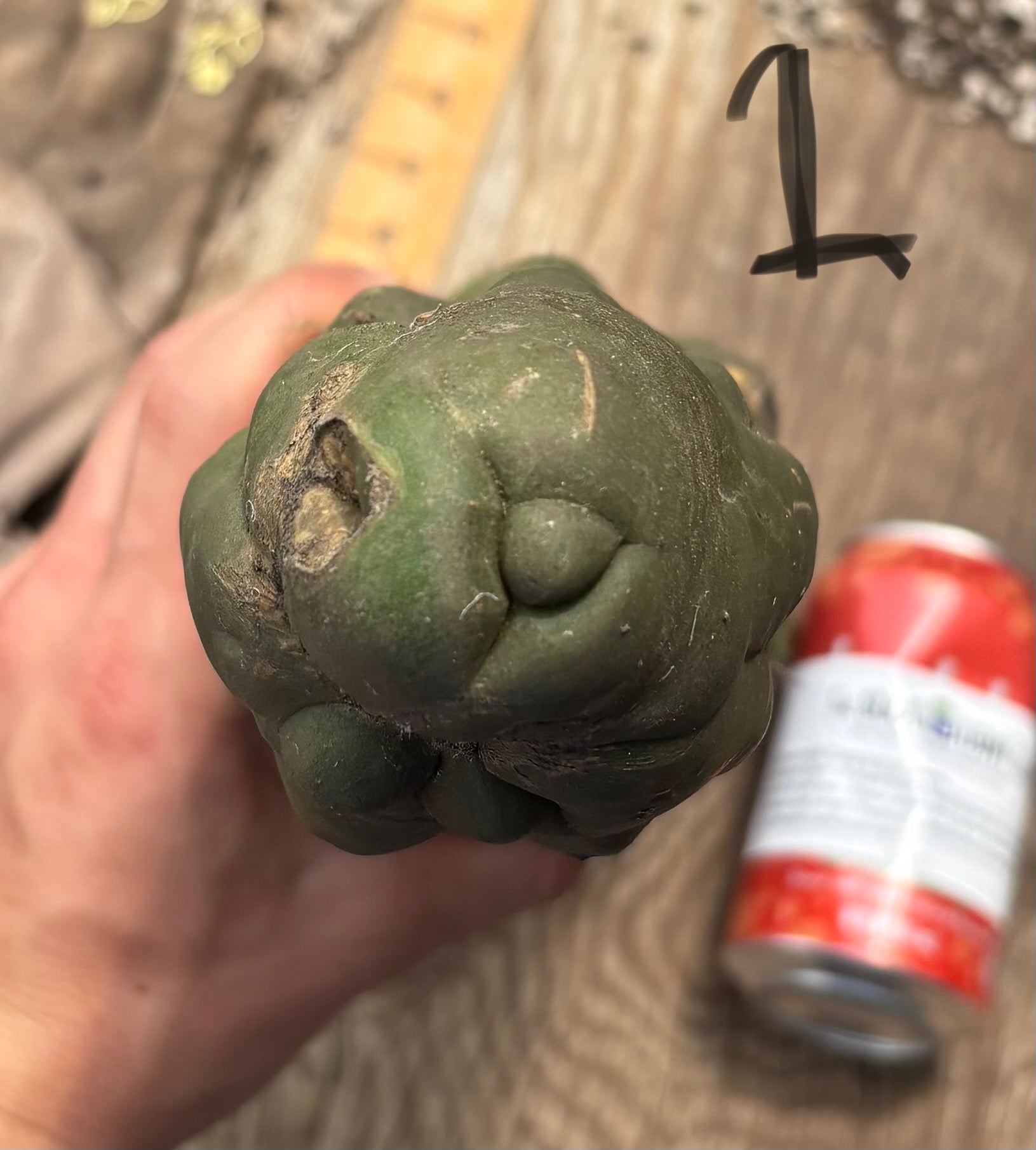 #EC140 EXACT Trichocereus Pachanoi Monstrose TPM Cactus Cuttings-Cactus - Large - Exact-The Succulent Source