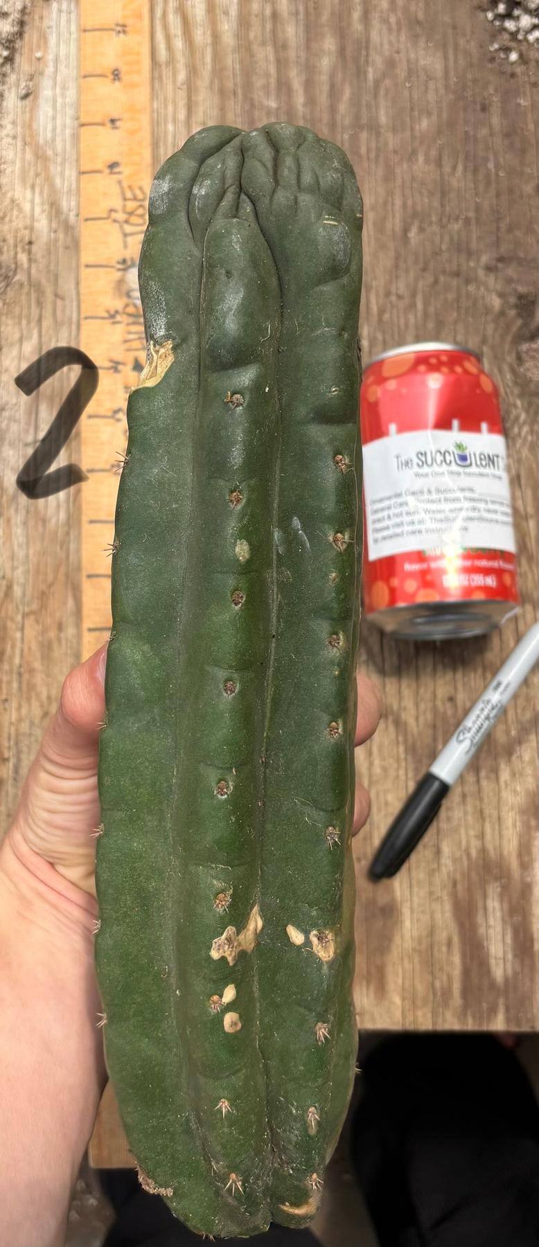 #EC140 EXACT Trichocereus Pachanoi Monstrose TPM Cactus Cuttings-Cactus - Large - Exact-The Succulent Source