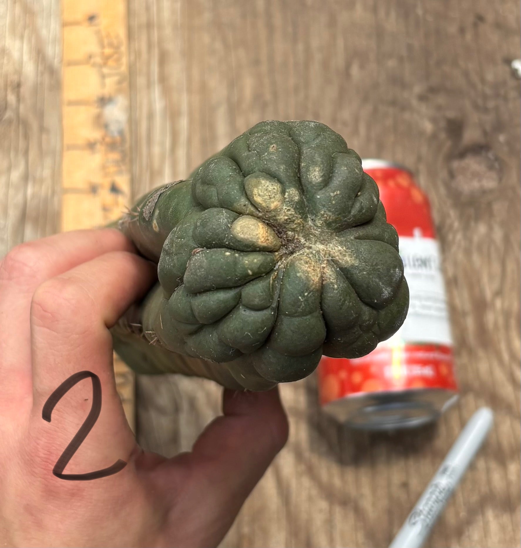 #EC140 EXACT Trichocereus Pachanoi Monstrose TPM Cactus Cuttings-Cactus - Large - Exact-The Succulent Source