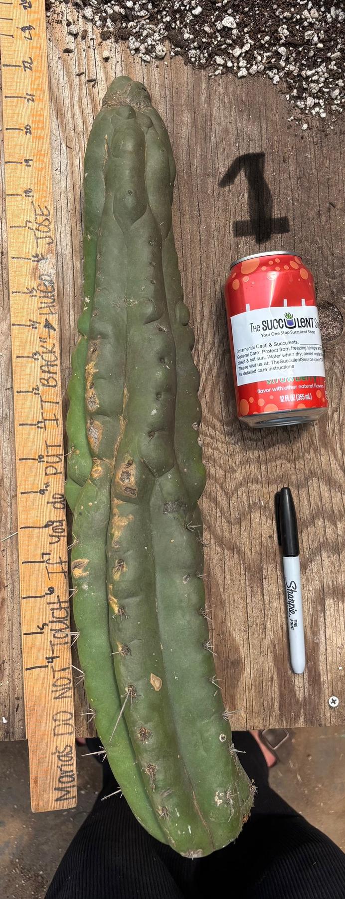 #EC140 EXACT Trichocereus Pachanoi Monstrose TPM Cactus Cuttings-Cactus - Large - Exact-The Succulent Source
