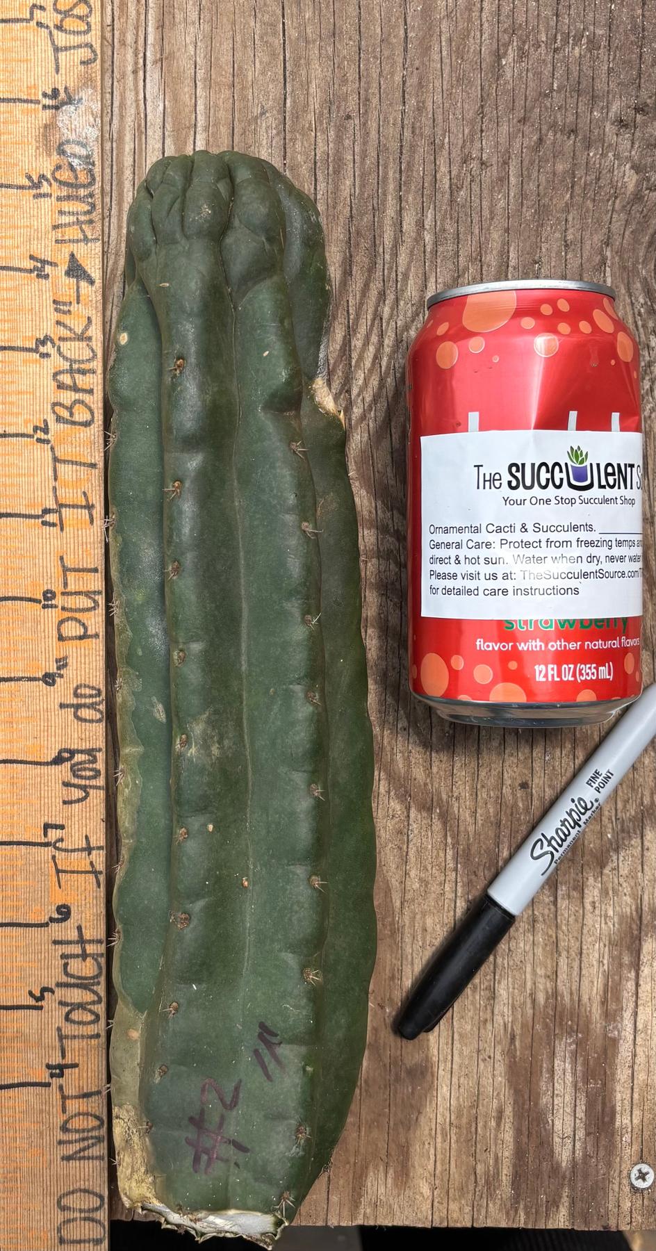 #EC140 EXACT Trichocereus Pachanoi Monstrose TPM Cactus Cuttings-Cactus - Large - Exact-The Succulent Source