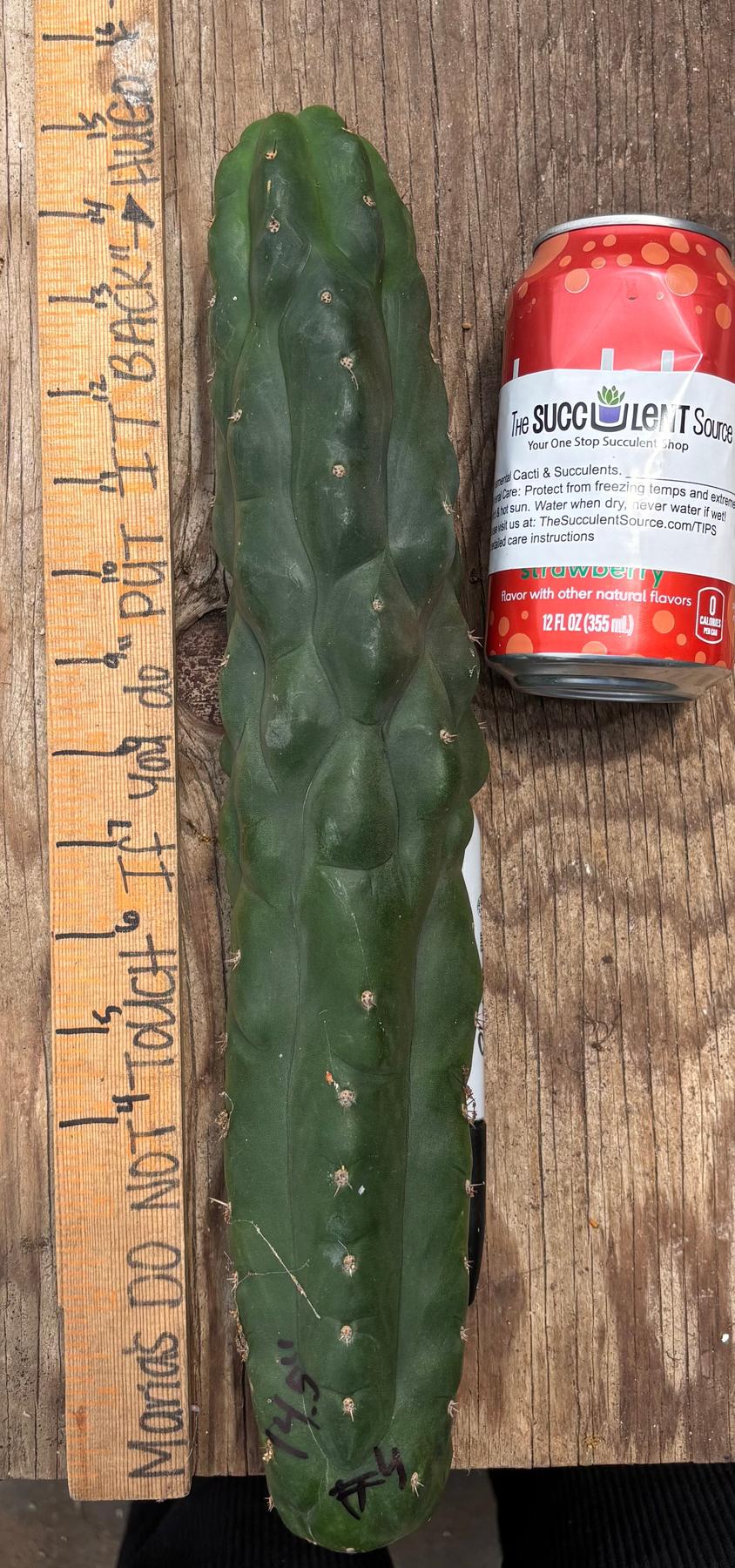 #EC140 EXACT Trichocereus Pachanoi Monstrose TPM Cactus Cuttings-Cactus - Large - Exact-The Succulent Source